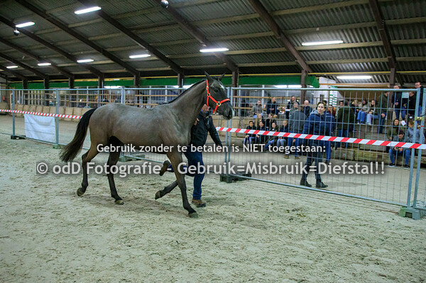 Jumpers of the future Oirschot 3-jarigen 23-02-24