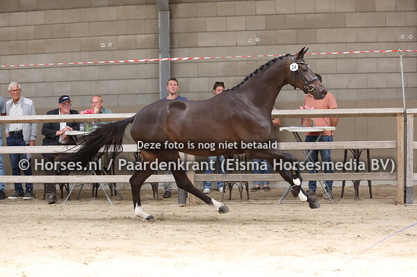 24 South Dakota (Koning x Indiana v. Apache)