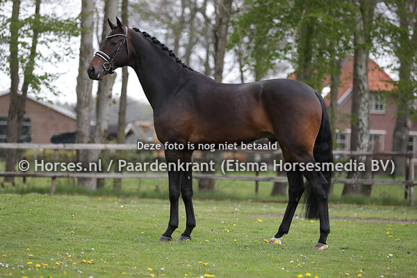 45 Merlot VDL (Bordeaux x Florencio)