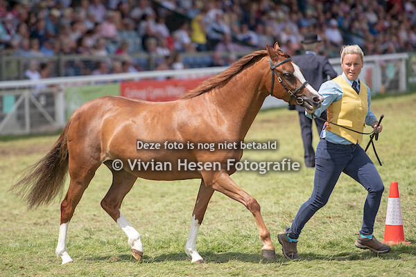 Youngstock championship Section B