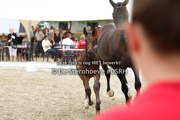 20. Vrouwelijke springveulens - jong