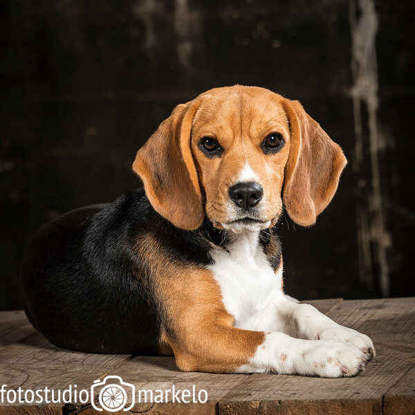 3 en 4 oktober Dierendag Welkoop Markelo 2018