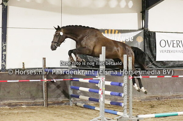 175 Noarusa (Freeman x Arusa v. Concorde)