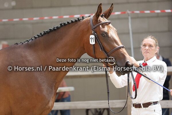 11 Somara W (Kasanova de la Pomme x Donna Clinton)