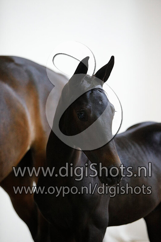 Onedin v. Glocks Toto Jr