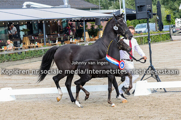 ck Nederlandsch Hackney stamboek 20242024