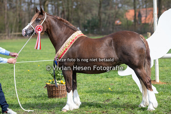 Spring Show Welsh Belgium
