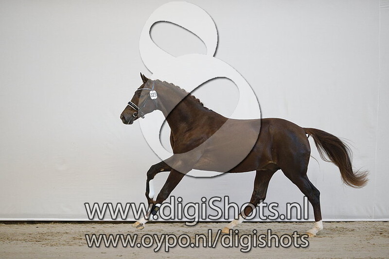 Magic Diamond v. Daily Diamond