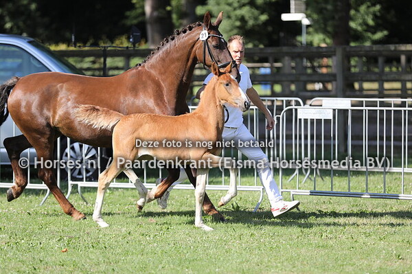 21 Veldroos van Klein Middenlwijck