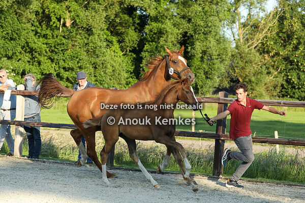 87 - Vivianne LXXXIII ( McLaren x Apache )