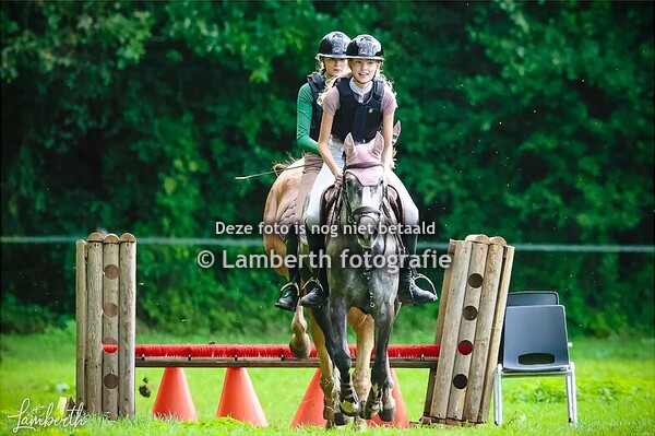 Boscross Zwolle 50-60 cm