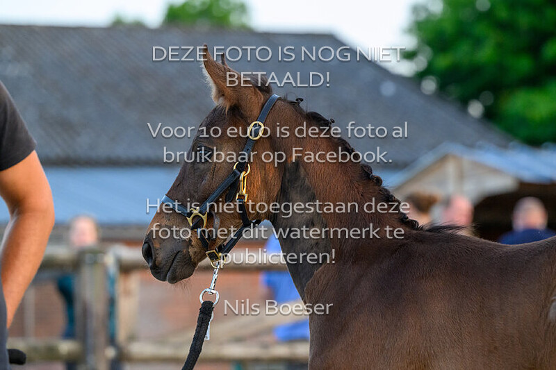 2025-06-25 Veulenkeuring Johan Wilmink