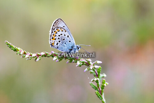 Vlinders en Libellen