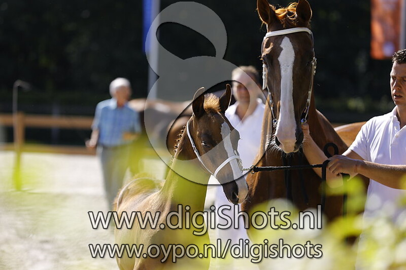 Torian Jerino v. Macho