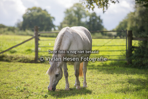 Decoratie/Decoration