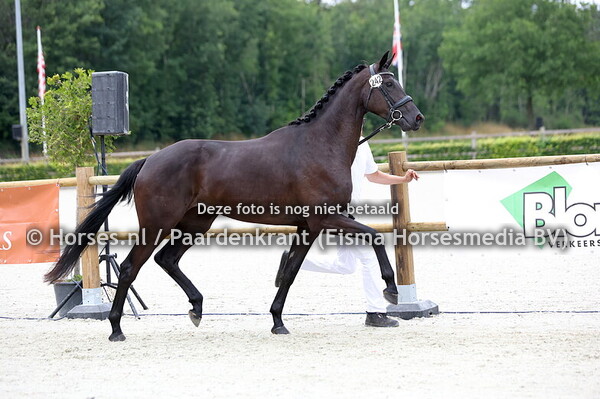 242 Salsa Tequila (Total McLaren x Evita v. Jazz)