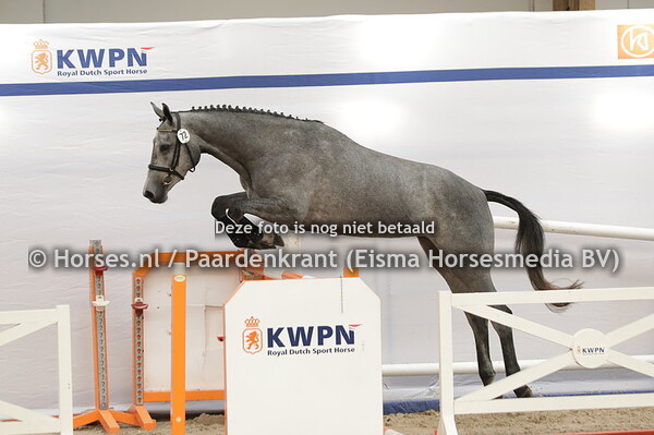 72 Persinaa (Kobalt VDL x Fransinaa v. Indoctro)