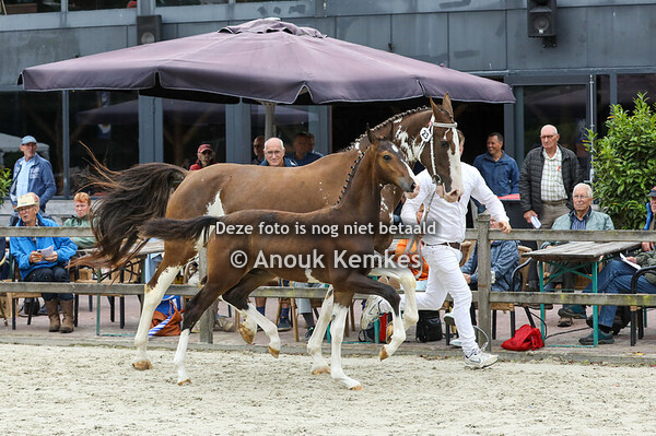 23 - Vodesso ( Oberon x Colonist )