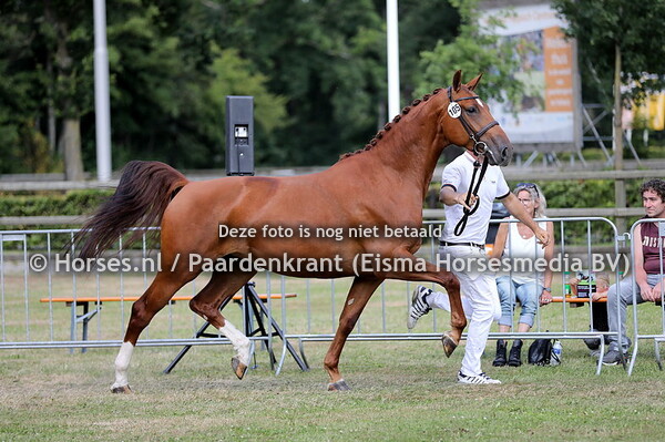 23-07-2022 Dag van het Gelderse Paard KWPN