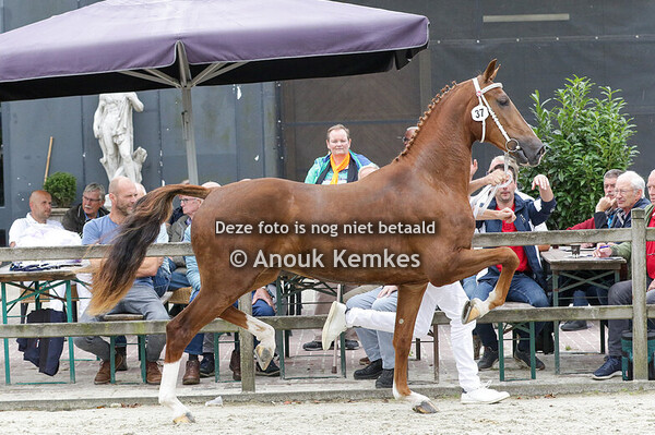 037 - SARAMINDE MACHO X FANTIJN H. LASSCHE, ROUVEEN E. SNELLER, ZWOLLE