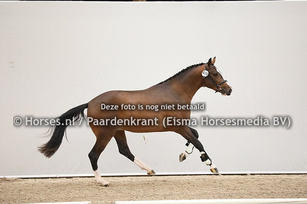 476 Improver VDT x Special D