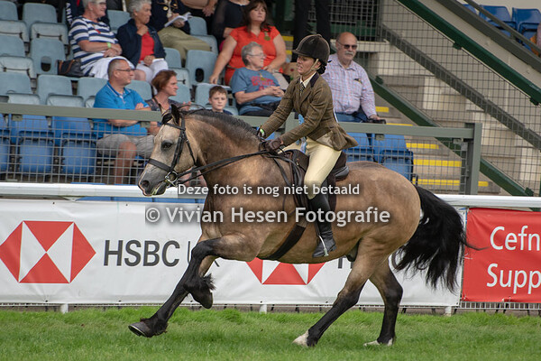 Ridden section D gelding