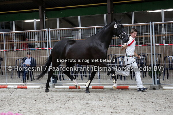 141  Kwebbel (Ferdeaux x Florance v. Negro)