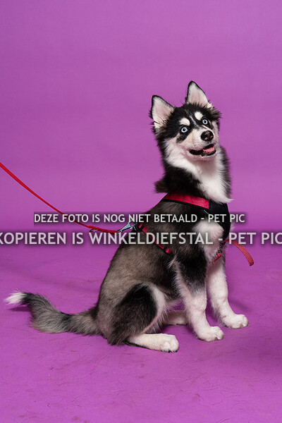 hond 07