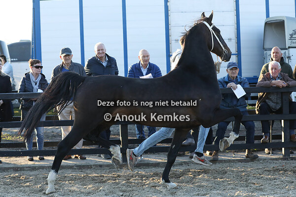 Mojito ( Cizandro x Manno )