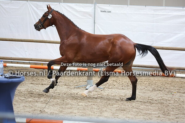 11 Serusa (Etoulon x Gurusa v. Zirocco Blue) (1)