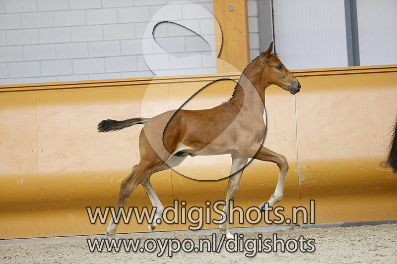 Papa Chico v. El Barone