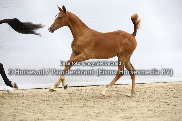 21 Vareina VDL (Boston VDL x Pireina v. Arezzo VDL)