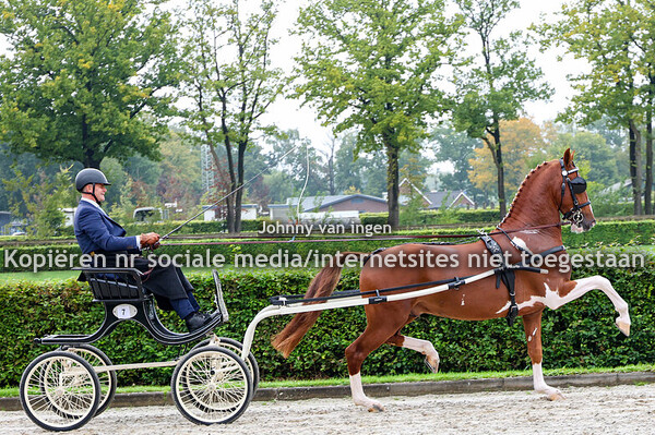 tweede voorrijdag tuigpaard hengsten 2025