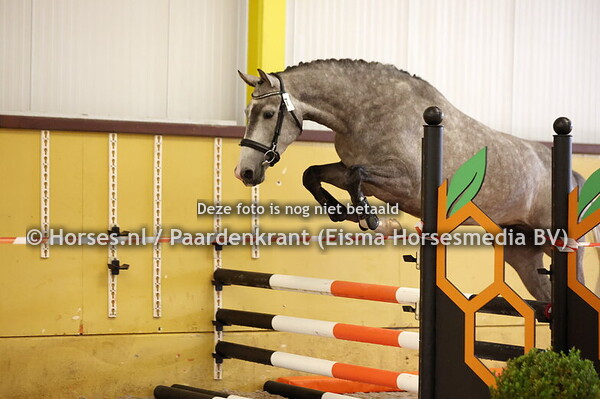 7 Rebella (Kannan jr x Evita v. odermus)