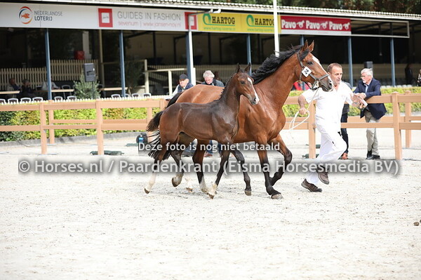 24 Othello-L (Jappeloup x Charming Ovidius)