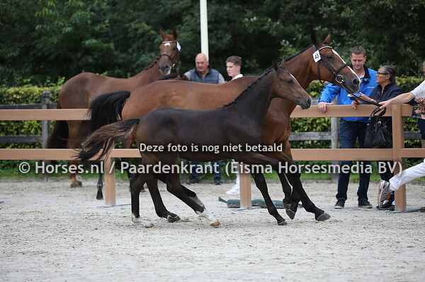 43 Olonka (Cantona TN x Sietske B v. Calvados)