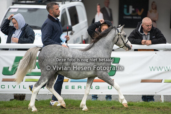 Yearling Colts Section A