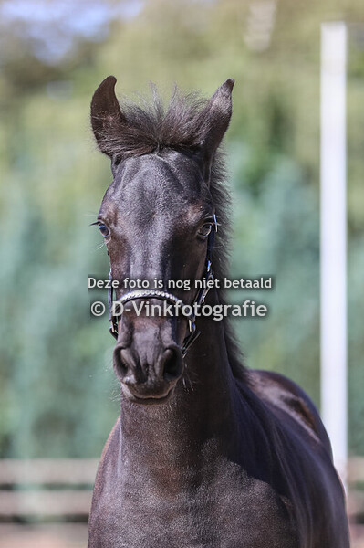 54. Aukje van de Maaskanthoeve