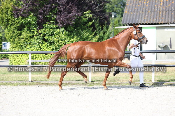 18 SORIANA JC (GLOCK'S TOTO JR x HALIANA VOD)