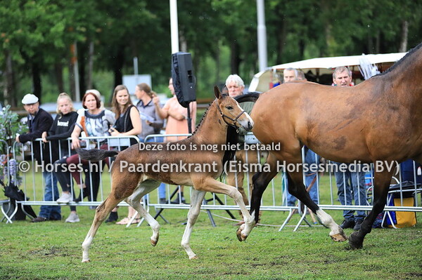 55 Olieve Sinetty v Habanna