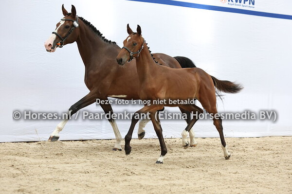 2 Vidax (Drummer x Milamore v. Grandorado TN)