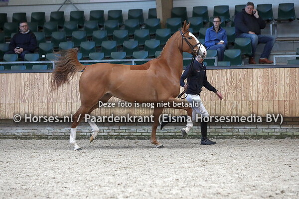 11 Netflix van de Wolfshoeve (Aganix du Seugneur x Knappie van de Wolfshoeve)