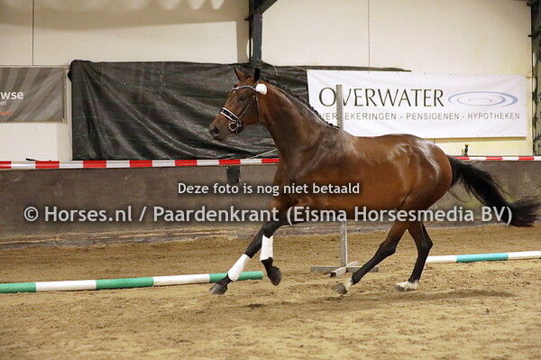 35 Primavera (Spielberg x Kahlua v. Negro)