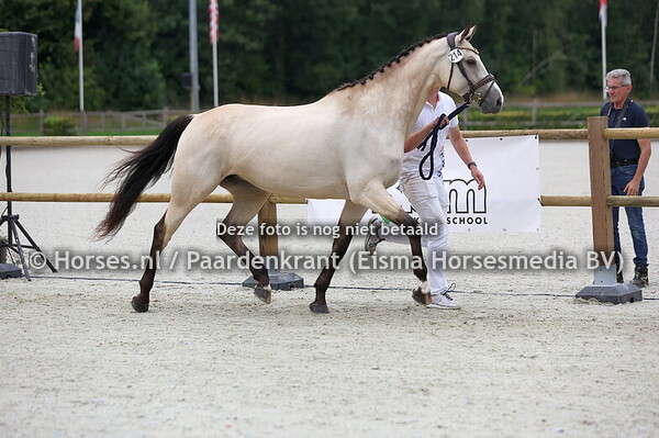 214 New York Carlee Chanel (Cream on Top x Hollywood Carlee)