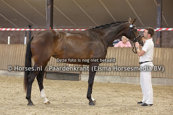 1 Soraya Paladin DSV (For Ferrero x Norah Jones v. Indsian Rock)