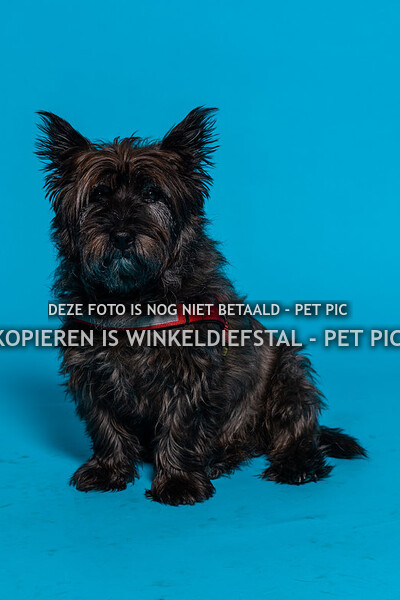 005 hond