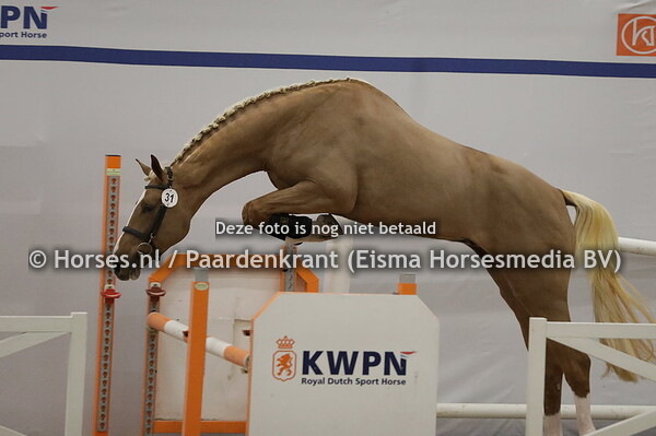 31 Ruzgar I (Chacfly x Nigmet Xiii v. Heart Touch)