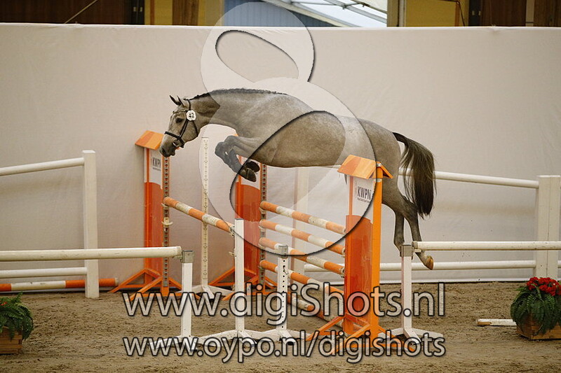 042 Qulano van het Keizershof v. Cohinoor VDL