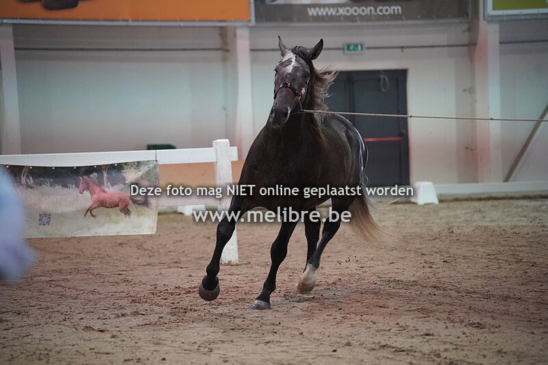 Seccion 8 - Sementales de 4 anos