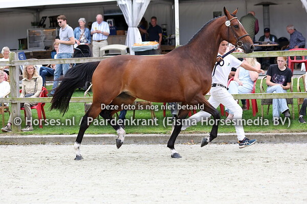 220 New Vamosa (Harley VDL x Vamosa v. Matterhorn)